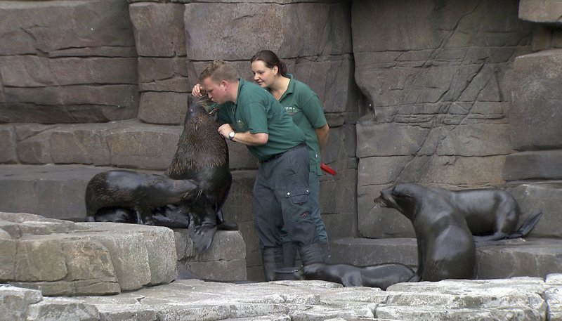 Leopard Seebär Und Co Leopard Seebär Und Co