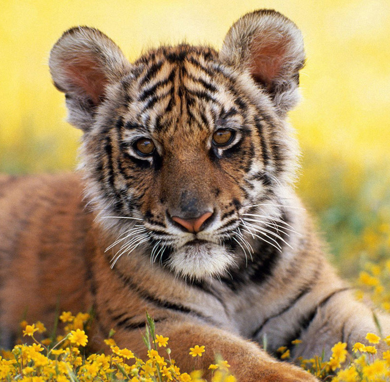 Spielverhalten Der Tiere Spielverhalten Der Tiere