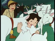 Einige der Ziegen erkennen in Heidi ihre alte Spielgefährtin und und Freundin wieder.