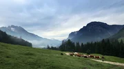 Anfang Juni bringt die Familie Kuchelbauer ihre Kühe vom Kederbacherlehen auf die Niederalm.