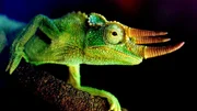 Chameleon
