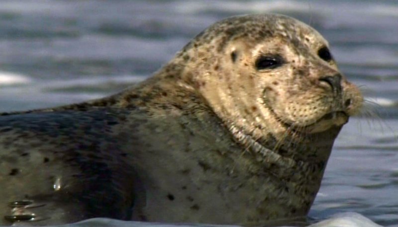 Lebensraum Nordsee – Geheimnisse über und unter Wasser (D, 2008)