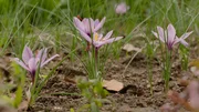 Es ist eines der teuersten Gewürze überhaupt: Safran. Doch wieso kaufen, wenn man die Pflanze auch bei uns anbauen kann. Wir haben einen Versuch begleitet, Safran im Hausgarten anzubauen und zu ernten.