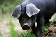 Piglet with ears across eyes