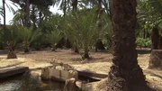 Die Gartenanlage "Huerto del Cura". Der historische Palmenhain von Elche bei Alicante wurde von der UNESCO zum Weltkulturerbe erklärt und ist der einzige Palmenwald in ganz Europa. Er beherbergt knapp 200.000 Exemplare der Phoenix dactylifera, die teilweise spontan gewachsen, zum größten Teil jedoch im Laufe der Jahrhunderte angepflanzt wurden.