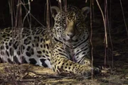 Der Jaguar ist die einzige echte Großkatze auf dem amerikanischen Kontinent.
