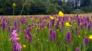 Die Umwandlung von einer Mäh-Wiese zu einer Streuwiese brachte diese Blumenpracht hervor.