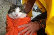 Im Mittelpunkt des Doku-Zweiteilers steht eine clevere Stadtkatze. Sie nimmt uns mit auf ihre Spaziergänge durch Amsterdam und zeigt uns die wilde Seite der holländischen Hauptstadt.