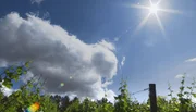 Blick auf den Weinberg von Schloss Saaleck.