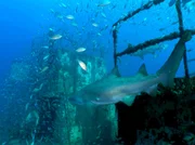 03 Uhr im Ersten. Helfen künstliche Riffe der Natur? Amerikanische Biologen untersuchen künstliche Riffe vor der Küste Floridas im Rahmen der weltweit größten Bestandsstudie dieser Art. Ein Schiffswrack als künstliches Riff, umkreist von Fischschwärmen und einem Sandtigerhai.