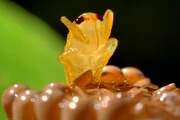 Eine frisch geschlüpfte Wabenkröte entdeckt die Welt.