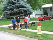 Cesar walking w/ Lachney's & dogs in National Geographic Channel's "The Dog Whisperer".