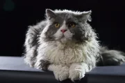 Katze