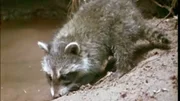 Raccoon.