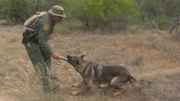 Rio Grande Valley, Texas: Border Patrol Agent Rolando Puente rewards his canine partner with a toy after apprehending illegal immigrants in the brush.