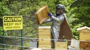 Matt Brown in Bee Suit.