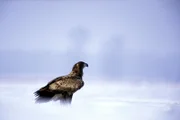 Eagle in the snow.
