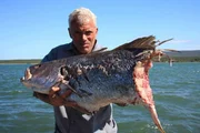 Jeremy Wade with half eaten cod that was eaten by a Zambezi Shark.