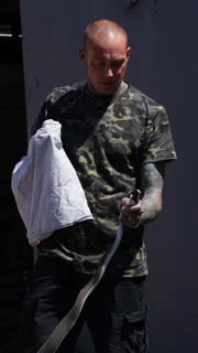 Durban, South Africa - Simon Keys holding a black mamba (Dendroaspis polylepis) behind the head, preparing to place it in the bag in his right hand to transport it safely away from the capture site to its natural habitat.