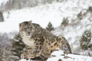 Schneeleopard