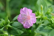 Schöne der Nacht: Mirabilis nobilis.