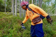 Chang ist einer von mehr als 6.000 thailändischen Saisonarbeitern, die in den schwedischen Wäldern nach Beeren suchen.