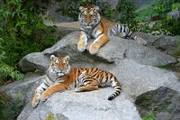 Das sibirische Tiger-Paar Alisha und Dragan im Tierpark Berlin.