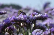 Wasser ist eine Lebensquelle, auch wenn für die überwiegende Mehrheit der Blumen ein Überschuss davon tödlich sein kann. Nur wenige Pflanzen konnten sich anpassen und Wasser zu einem Verbündeten machen.