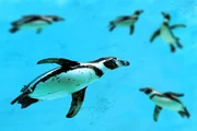 Es gibt 17 verschiedene Pinguin-Arten: Der Humboldt-Pinguin ist dabei besonders verbreitet ...