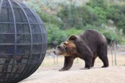 Sheldon during rolling cage challenge