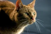 Katze