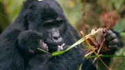 Das acht Wochen alte Baby-Berggorilla Nyakabara wird von ihrer Mutter festgehalten, als sie im Bwindi Impenetrable National Park, Uganda, auf Nahrungssuche geht. Sie ist eines von nur 50 Berggorilla-Babys auf der Welt.