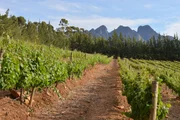 vineyard, Cape Town, South Africa, vines