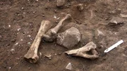 Archäologen finden vor Ort Knochenfragmente und Schädel – ein Zeugnis des Wikingerüberfalls.