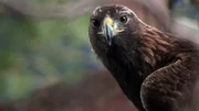 Steinadler sind auch in Albanien selten geworden