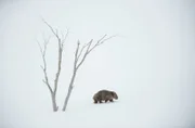 Wombats gehören zu den wenigen Tieren Australiens, die oberhalb der Schneegrenze leben können.