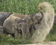 Der Asiatische Elefant wird auch heute noch als Lasttier eingesetzt. Hauptsächlich dient er aber der Belustigung von Touristen.