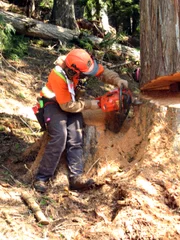 Holzfäller Aaron Frye in den Rocky Mountains bei der Arbeit