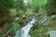 Waldquelle im Nationalpark Kalkalpen.