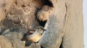 Männchen und Weibchen vor Nest am Minarett, Kairo.