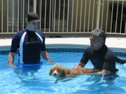 Der Hundeflüsterer Cesar Millan (r.) kümmert sich unter anderem um die kanadische Retrieverdame, die panische Angst vor Wasser hat.