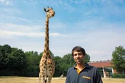 Ob Giraffen gestresst sind, erforschte Kurator Dr. Florian Sicks anhand ihres Schlafverhaltens.