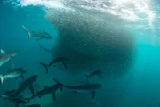 Haie nähern sich einem Fischschwarm an Australiens Westküste.