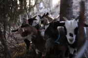 Dr. Dee and Ken's new goats congregate in their pen.