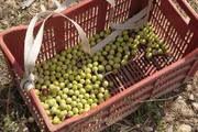 Kleine, harte Früchte: Wieso ist die frisch geerntete Olive ungenießbar und wie gewinnt man aus ihr Öl?