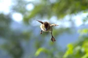 Wenn die Mandarinenten-Jungen alt genug sind, müssen sie von den riesigen Bäumen in die Tiefe springen.