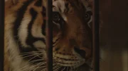 A tiger in a cage.