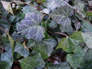 Efeu - Hedera helix.