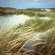 15 Uhr. Dünenlandschaft auf Norderney.