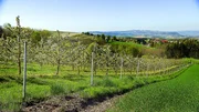 Apfelplantage in Scharten.